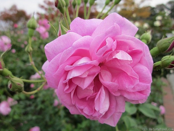 'Champion of the World' rose photo