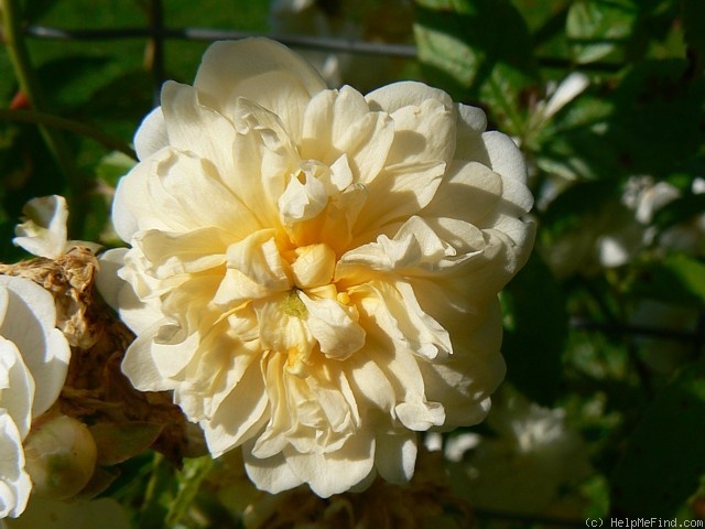 'Callis' rose photo