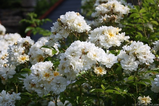'Callis' rose photo