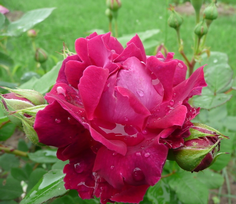 'Alfred Colomb (Hybrid Perpetual, Lacharme, 1865)' rose photo