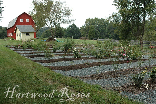 'Hartwood Roses Display Garden'  photo