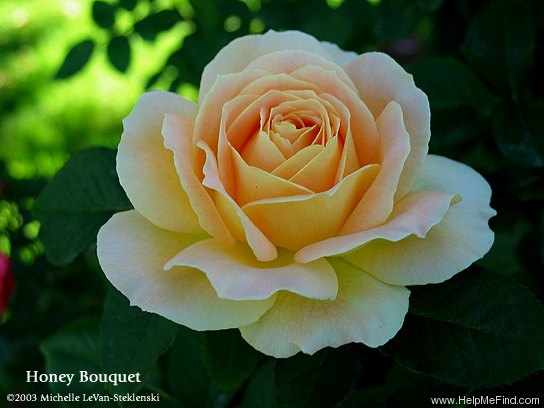 'Honey Bouquet' rose photo