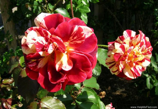 'George Burns Centennial' rose photo