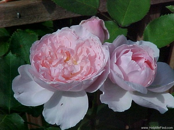 'Kathryn Morley' rose photo