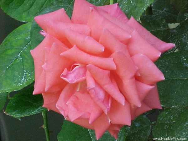 'Tropicana, Cl.' rose photo