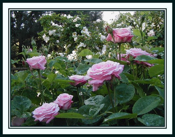 'Yvonne's Rose Garden'  photo