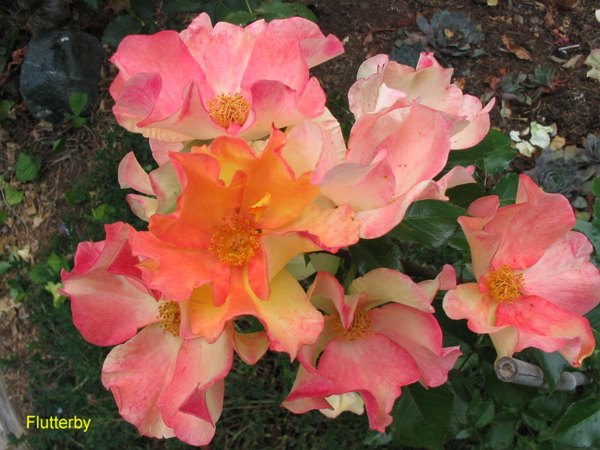 'Qualicum Beach Roses'  photo