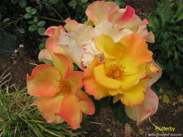 'Flutterbye ™ (Shrub, Carruth, 1996)' rose photo