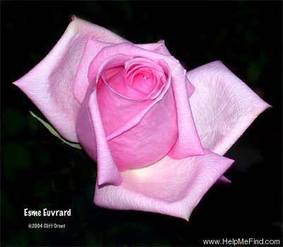 'Esme Euvrard' rose photo