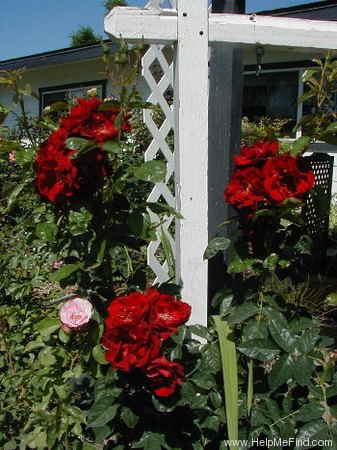'Jacob's Ladder' rose photo