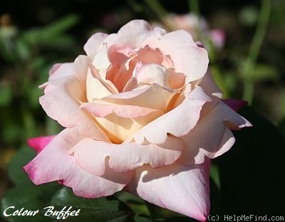 'Colour Buffet' rose photo