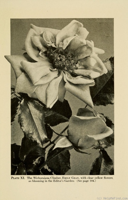 'Emily Gray' rose photo