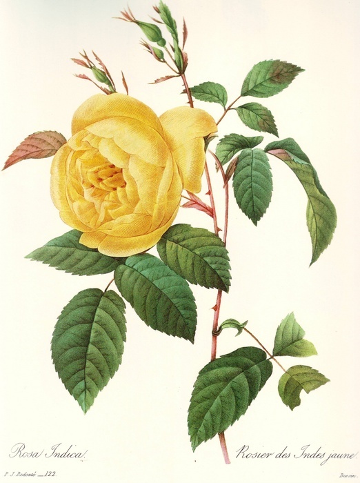 'Parks' Yellow Tea-scented China' rose photo