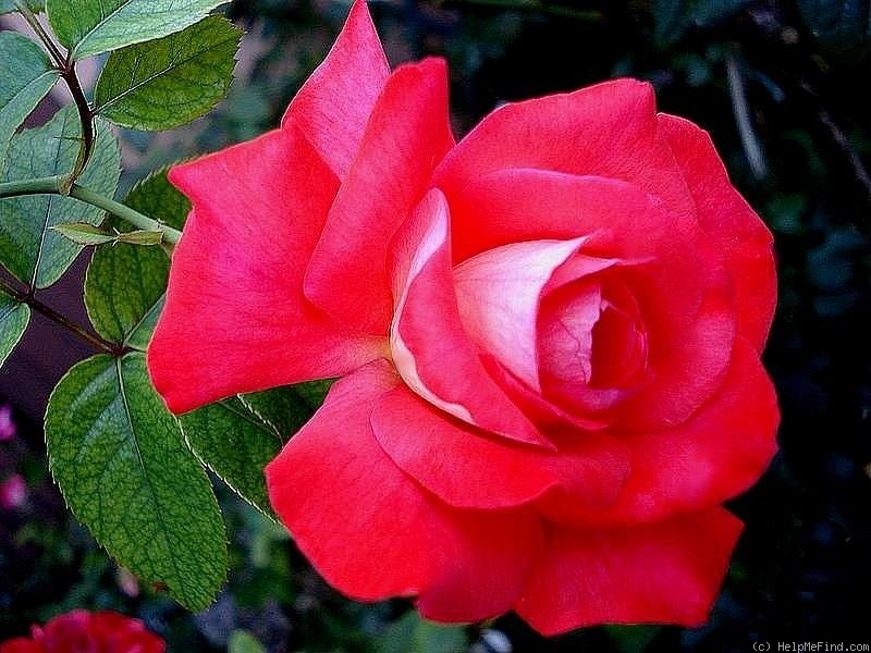 'Cap Horn ®' rose photo