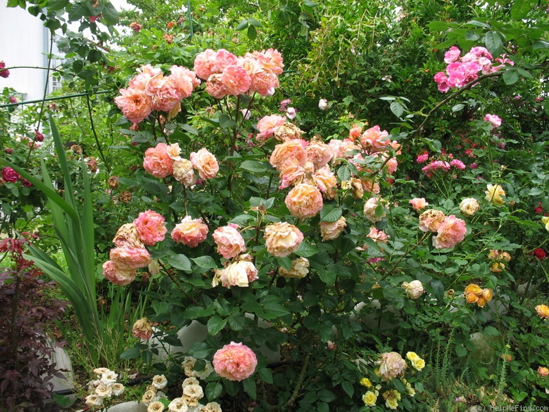 'Augusta Luise ® (Hybrid Tea, Evers, 1999)' rose photo