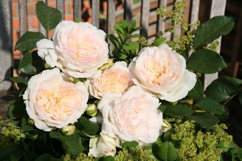 'Stephanie Baronin zu Guttenberg' rose photo
