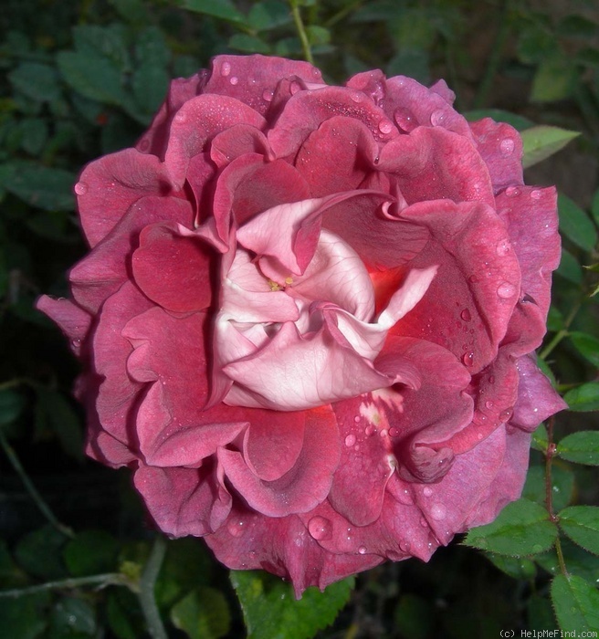 'Victoriana' rose photo