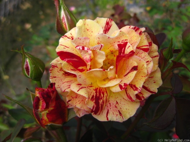 'George Burns Centennial' rose photo