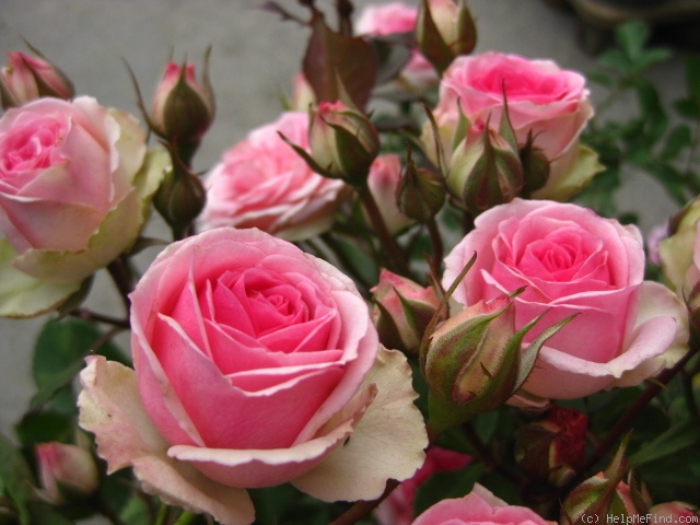 'Mimi Eden' rose photo