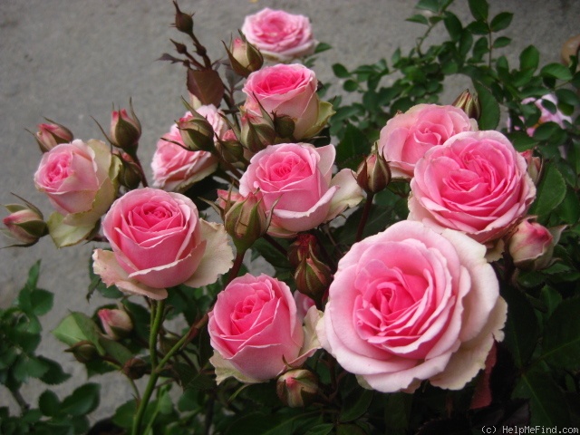 'Mimi Eden' rose photo