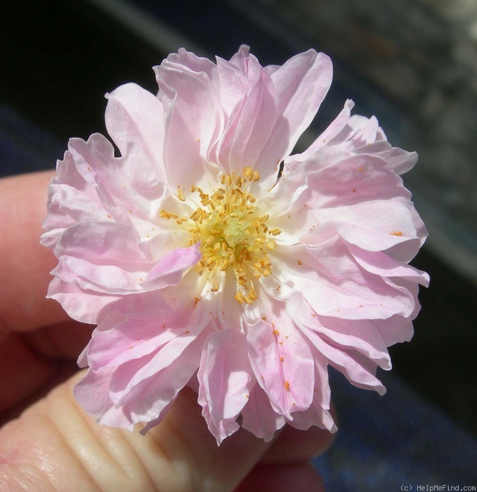 'Old Lady Gates' rose, click to enlarge 'Old Lady Gates' rose photo