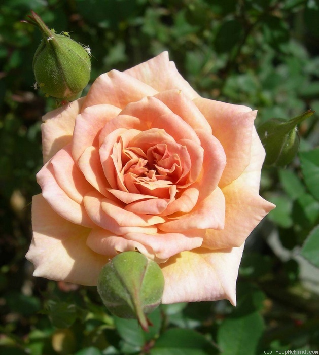 'Nancy Hall' rose photo