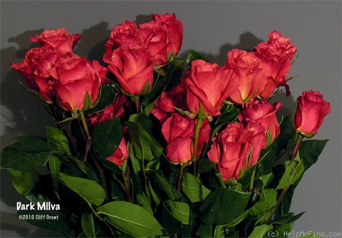 'Dark Milva ®' rose photo