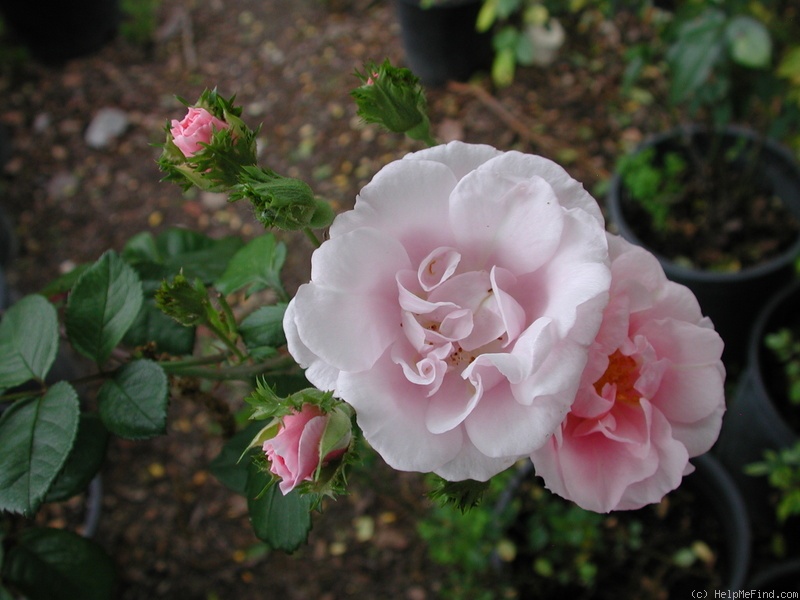 'MORsoucrest' rose photo