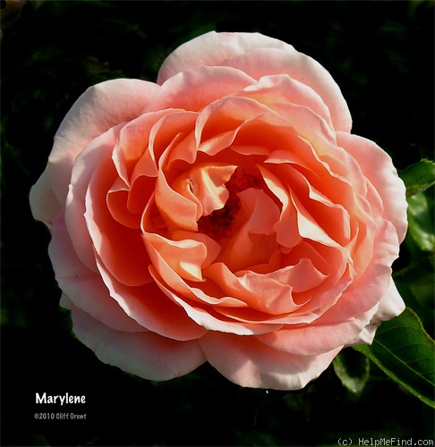 'Marylène (shrub, Interplant)' rose photo