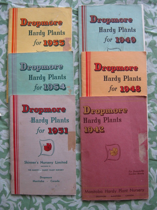 'Dropmore Hardy Plants'  photo