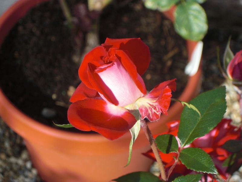 'Fire 'n' Ice ™' rose photo