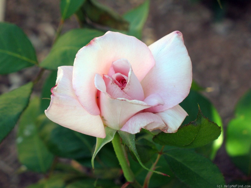 'Sheer Bliss' rose photo