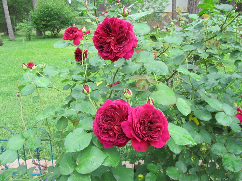 'Tradescant' rose photo