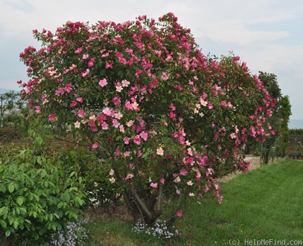 'Mutabilis ' Rose Photo