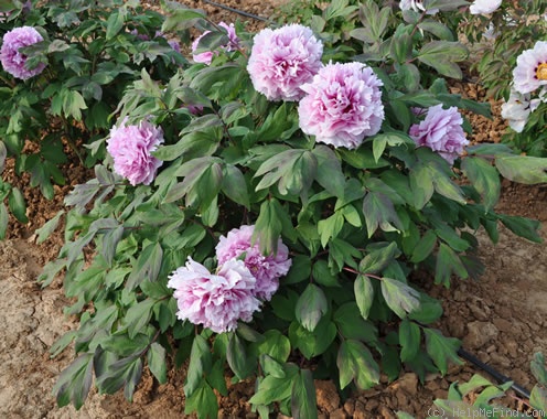 'Madame Emile Joubert' peony, click to enlarge 'Madame Emile Joubert' peony photo