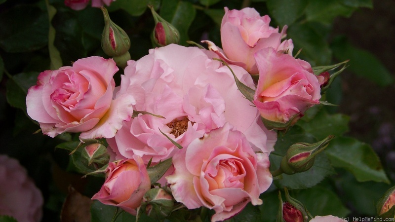 'Sequoia Ballet' rose photo