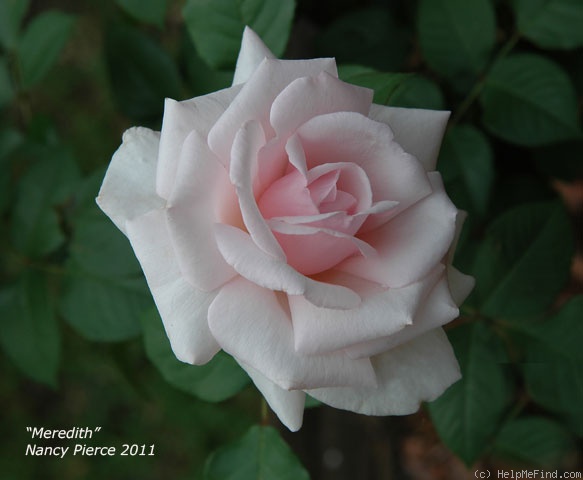 'Meredith (hybrid tea, Carruth 2002)' rose photo