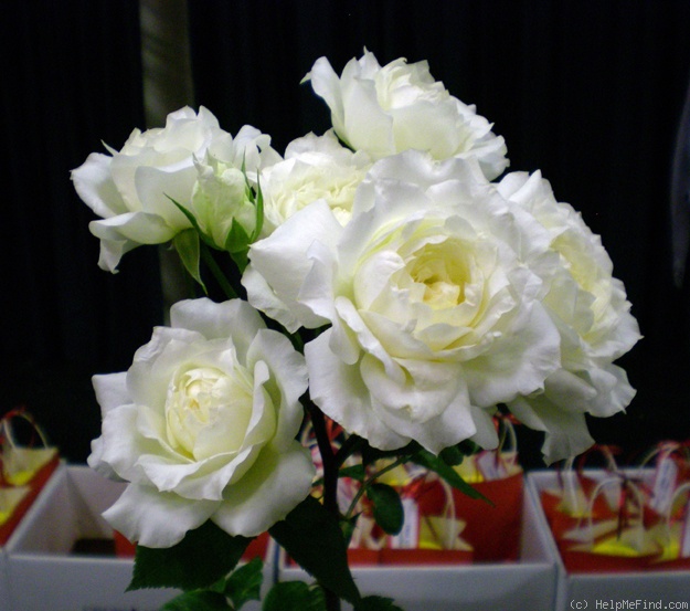 'SunQueen' rose photo