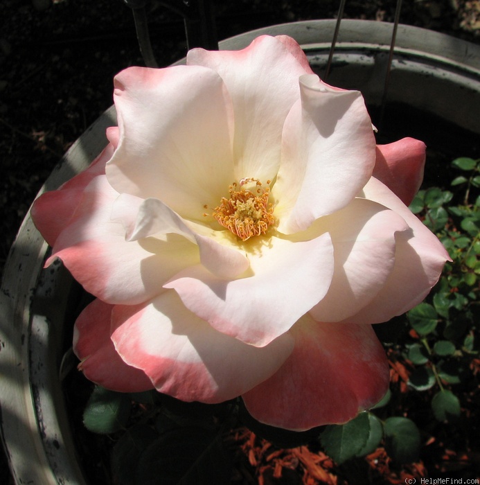 'The Blushing Princess' rose photo