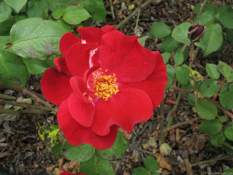 'Hester Prynne' rose photo