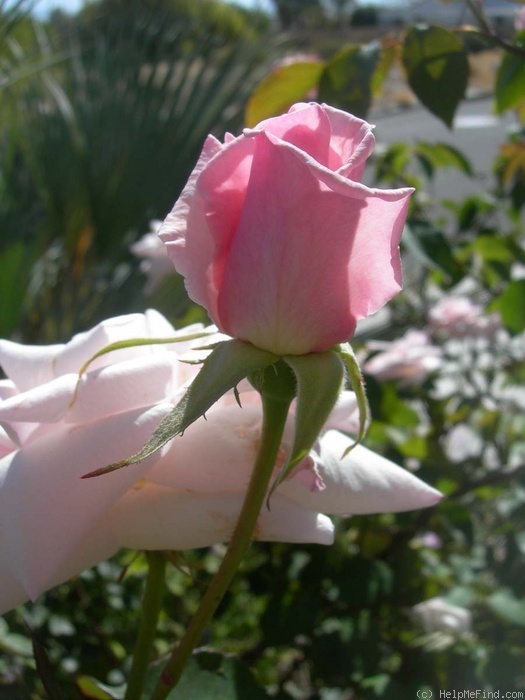 'Alister's Gift ™' rose photo