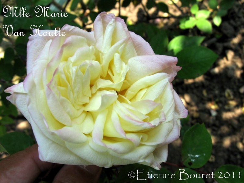 'Mademoiselle Marie van Houtte' rose photo