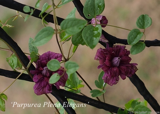 'Purpurea Plena Elegans' clematis photo