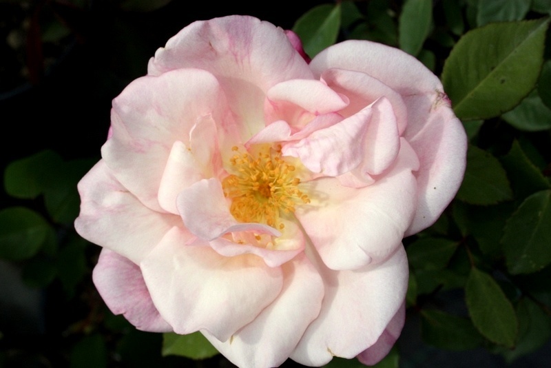 'Le Rose di Piedimonte'  photo