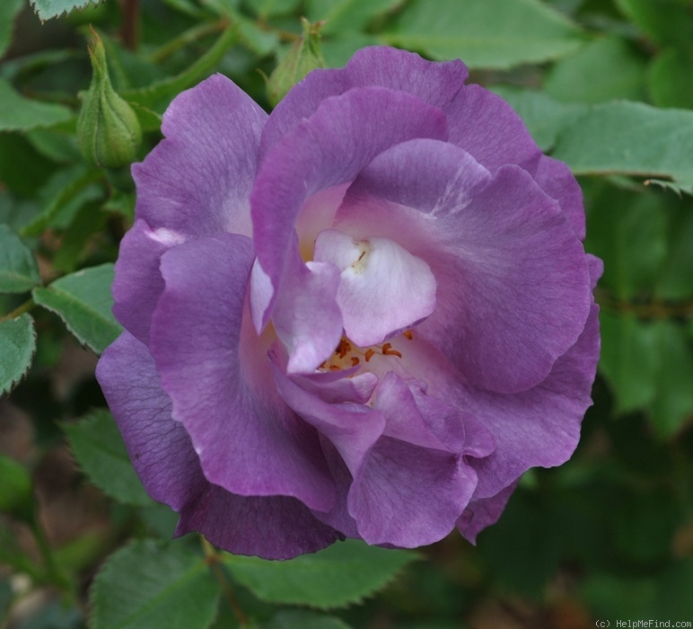 'Blue For You (Floribunda, James 2001)' rose photo