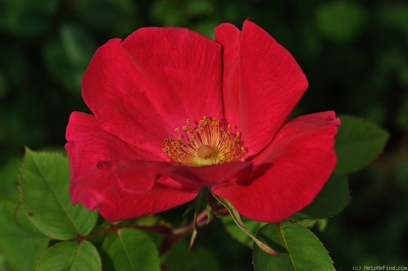 'Dr. Jackson' rose photo