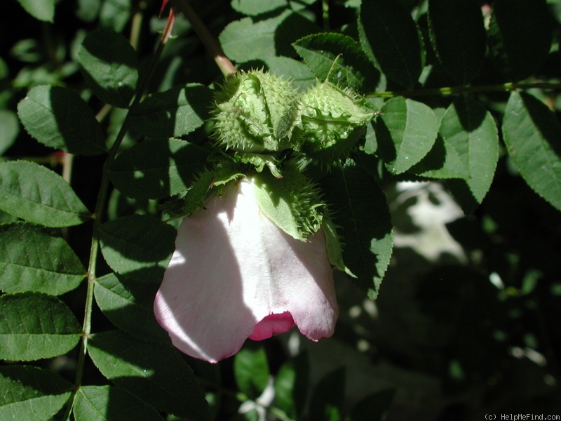'R. roxburghii' rose photo