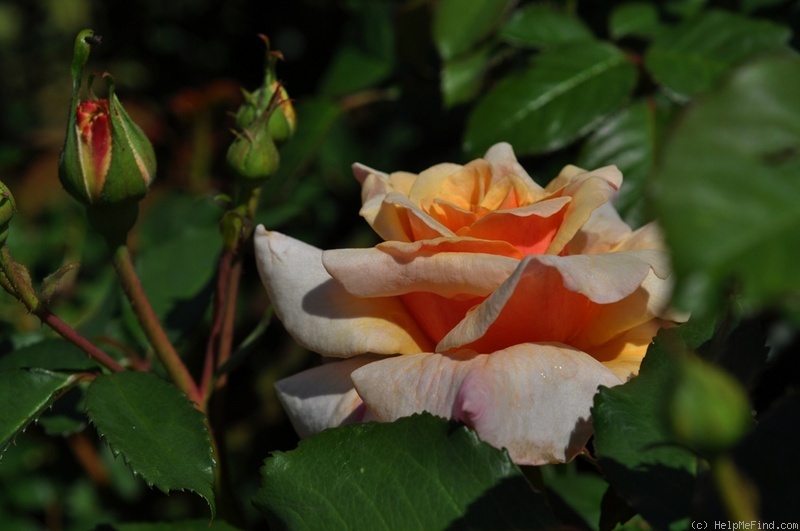 'Caramella ™ (shrub, Kordes before 2000)' rose photo