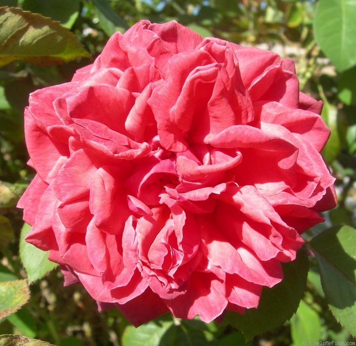 'Sherry Szabo' rose photo