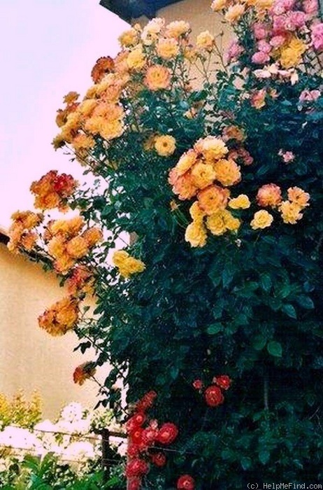 'Night Light ® (climber, Olesen, 1985)' rose photo